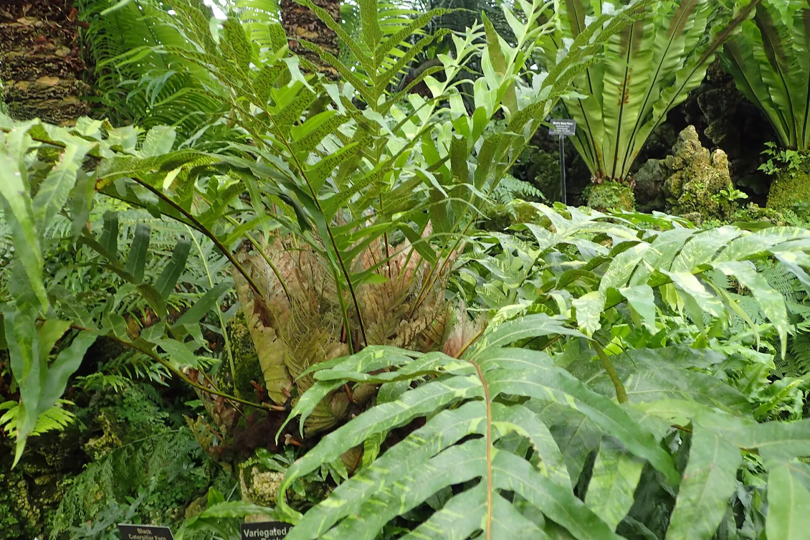 Drynaria quercifolia