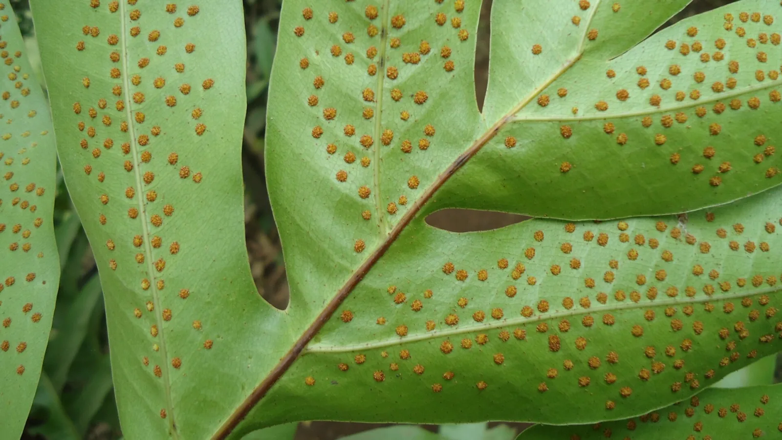Drynaria quercifolia
