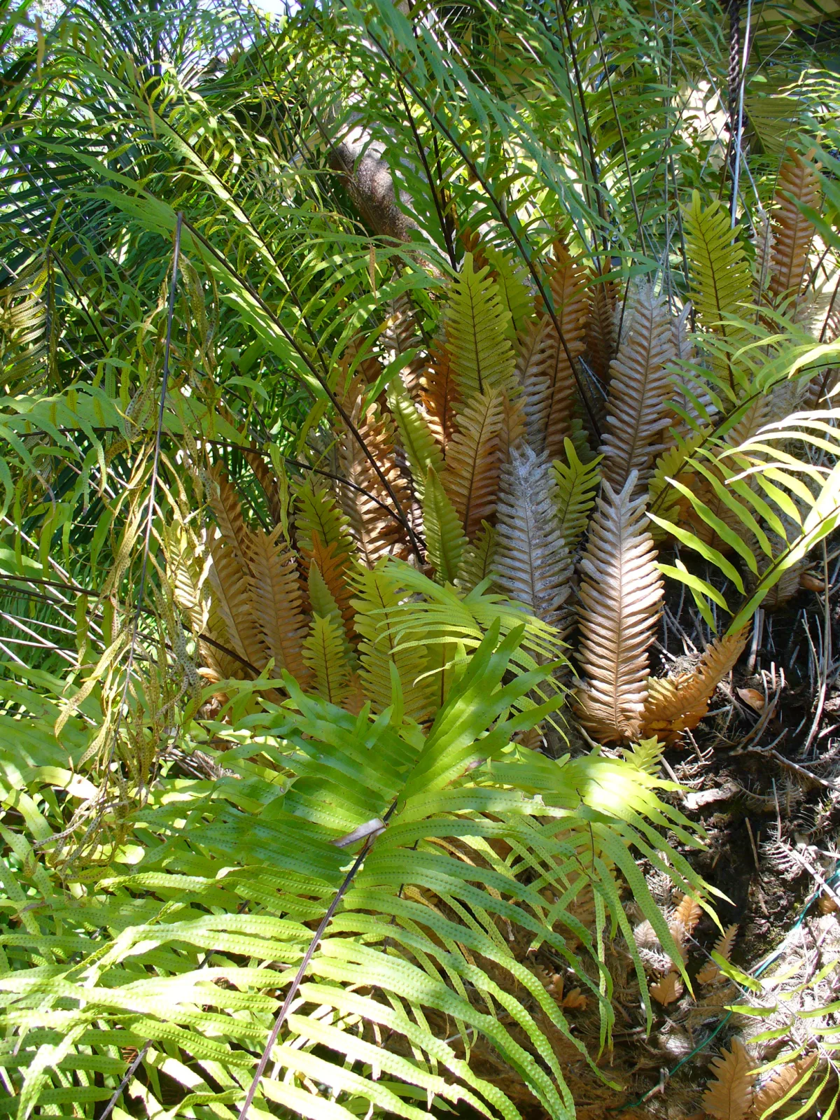 Drynaria rigidula