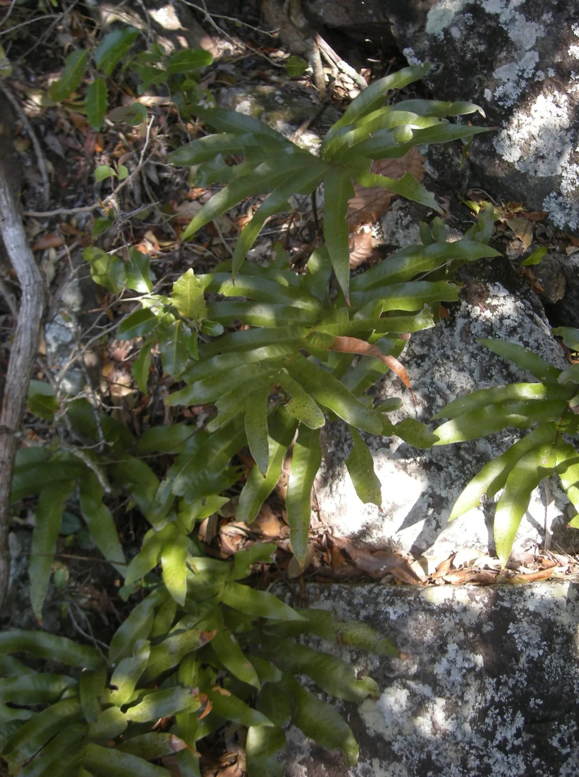 Drynaria sparsisora
