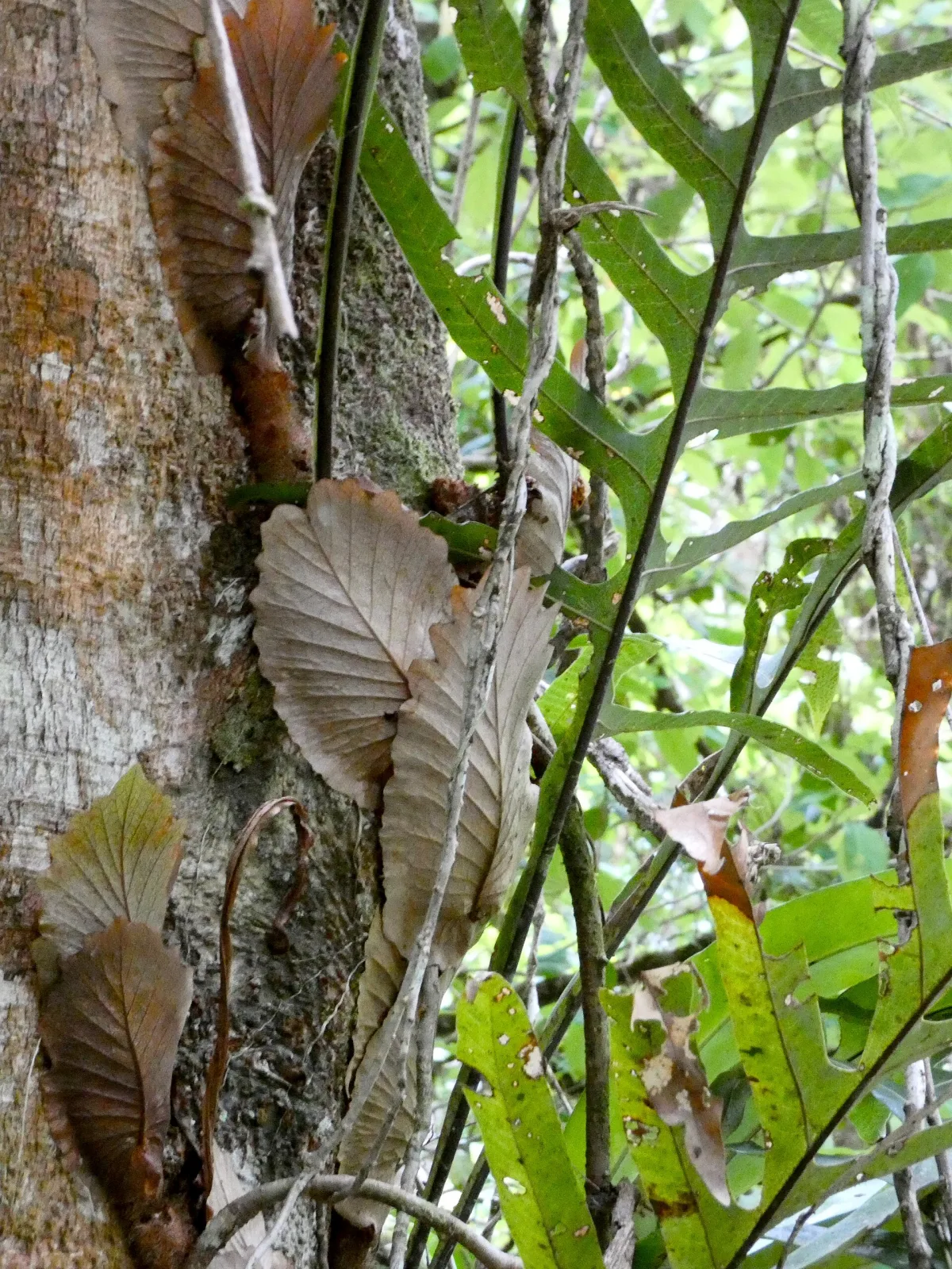 Drynaria sparsisora