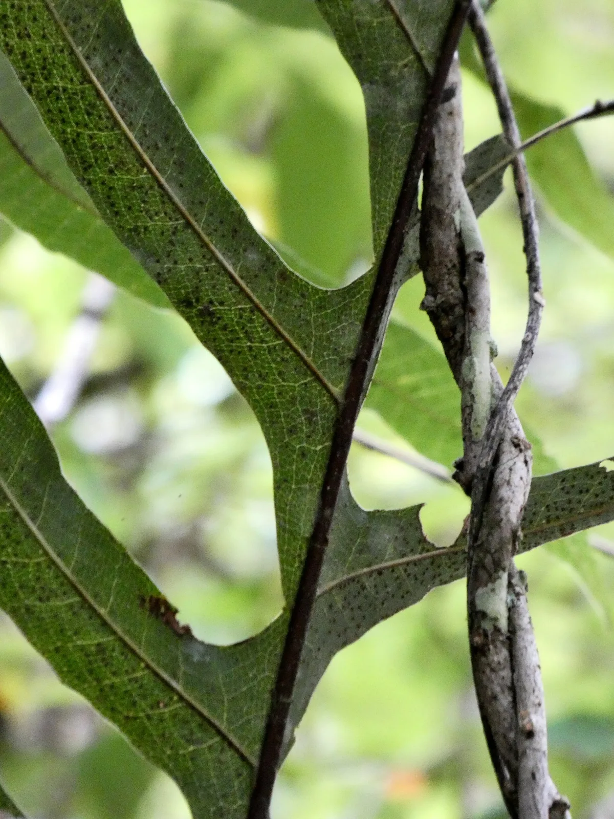 Drynaria sparsisora