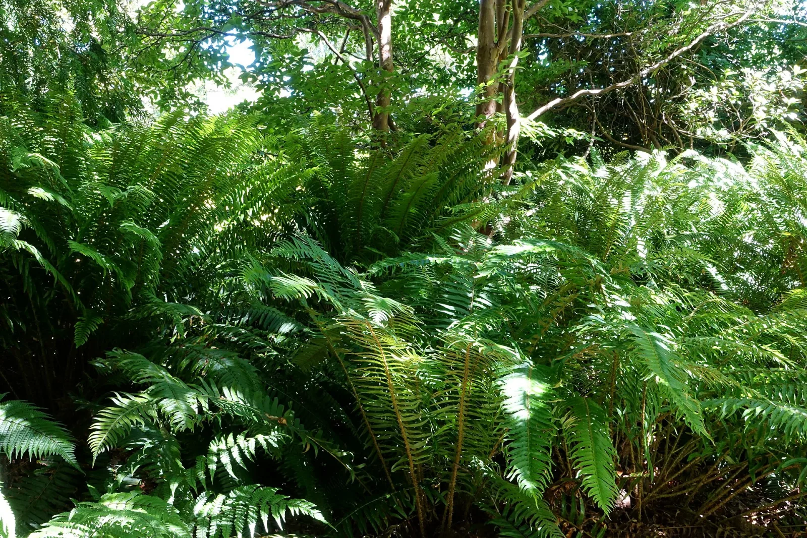 Dryopteris wallichiana