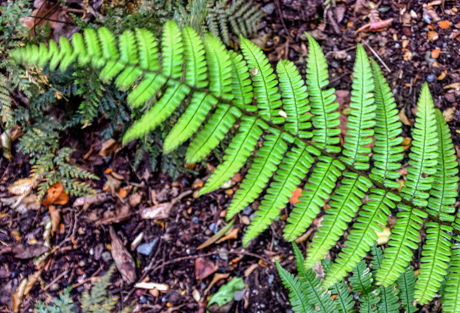 Dryopteris wallichiana
