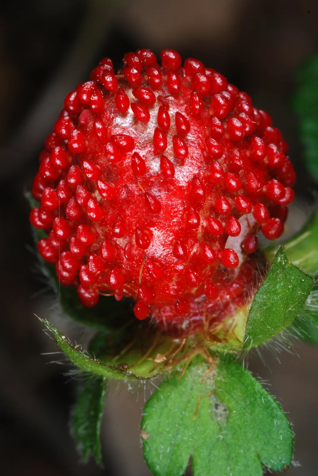 Fragaria indica