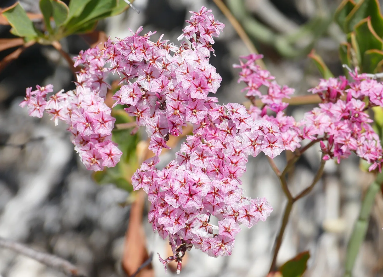 Limonium perigrinum
