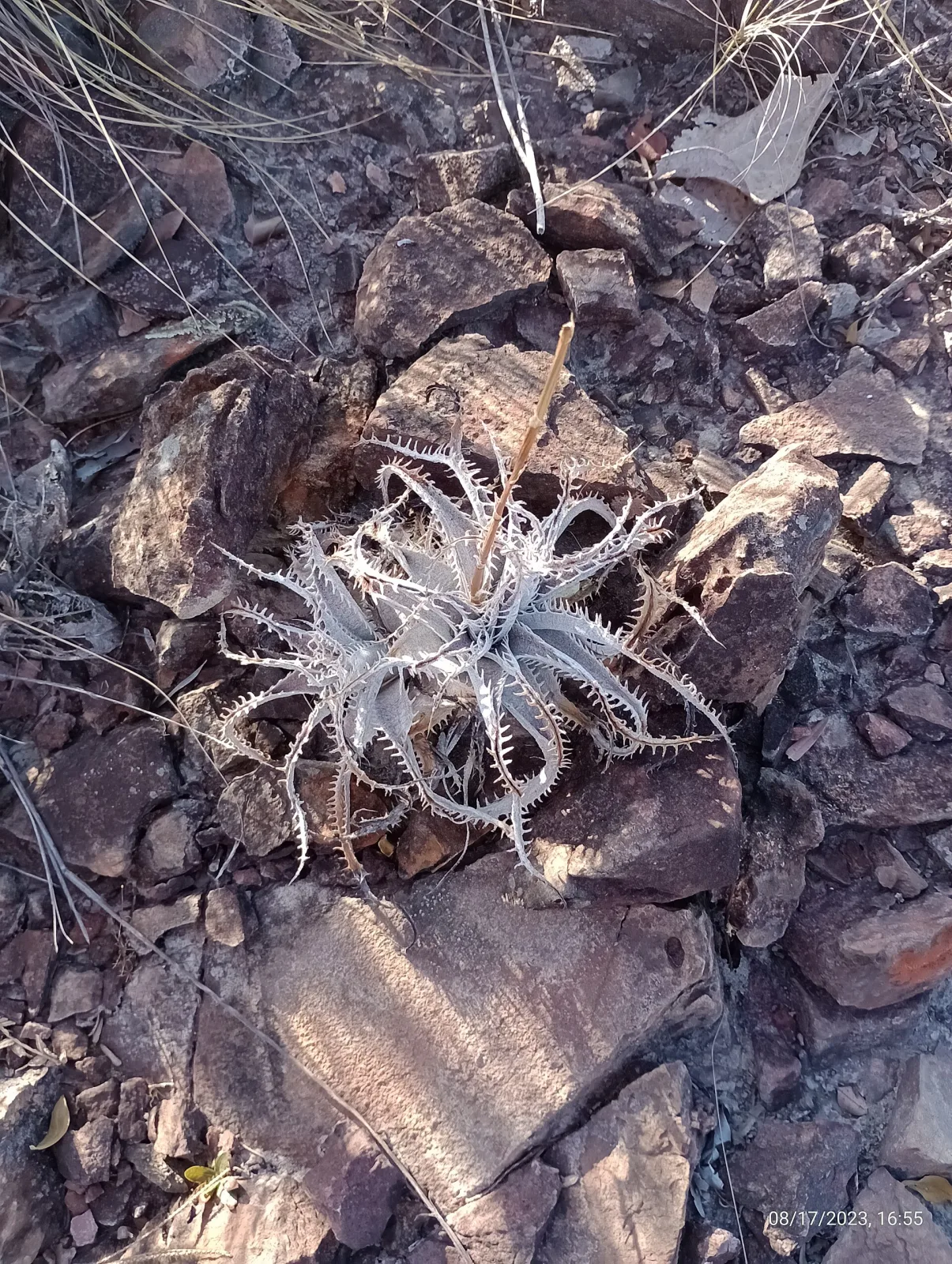 Dyckia marnier