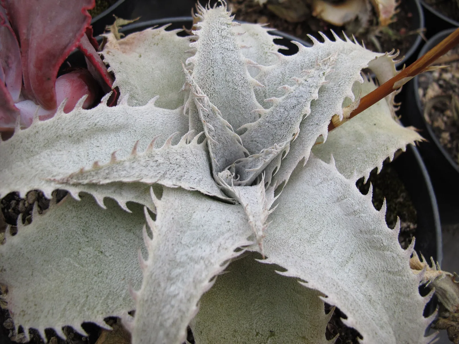 Dyckia marnier