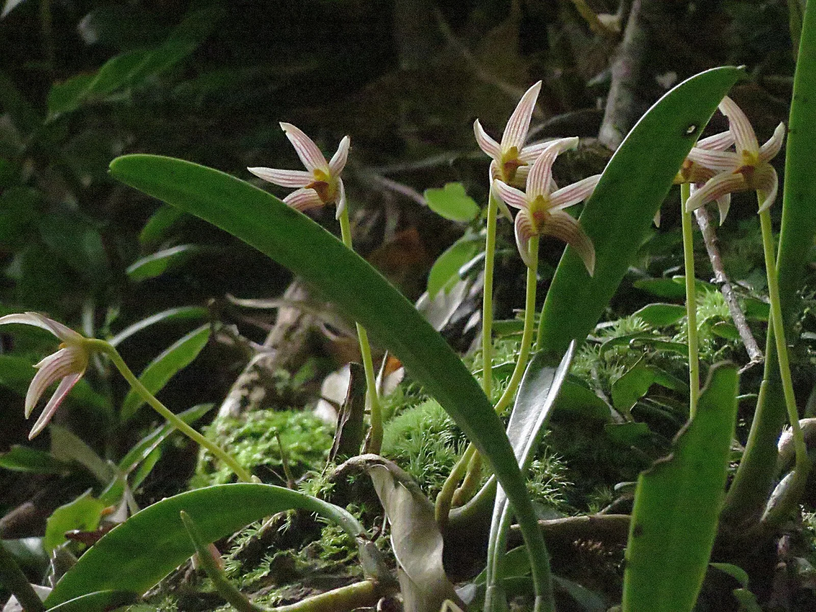 Bulbophyllum affine