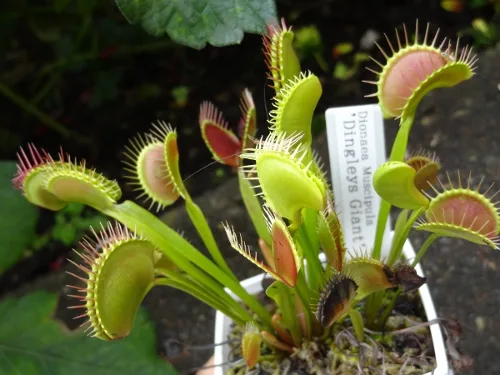 Dionaea muscipula Dingley Giant