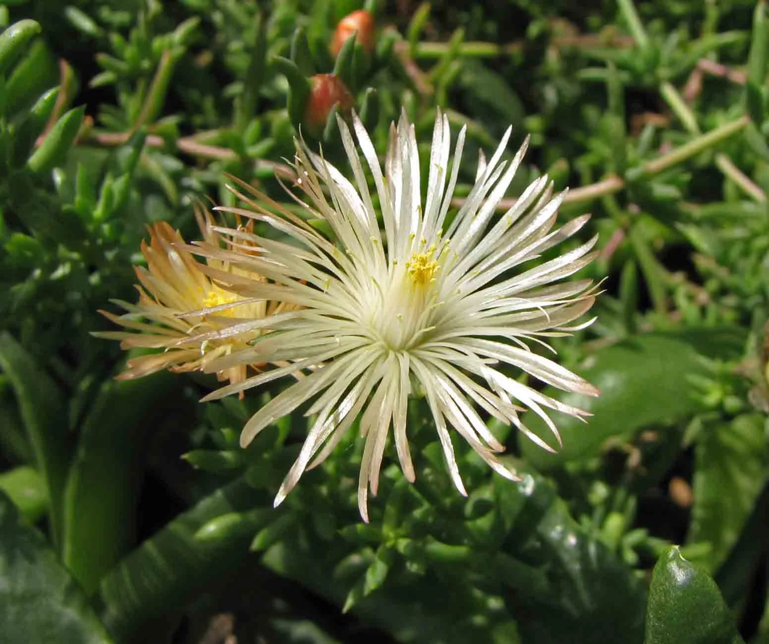 Trichodiadema mirabile