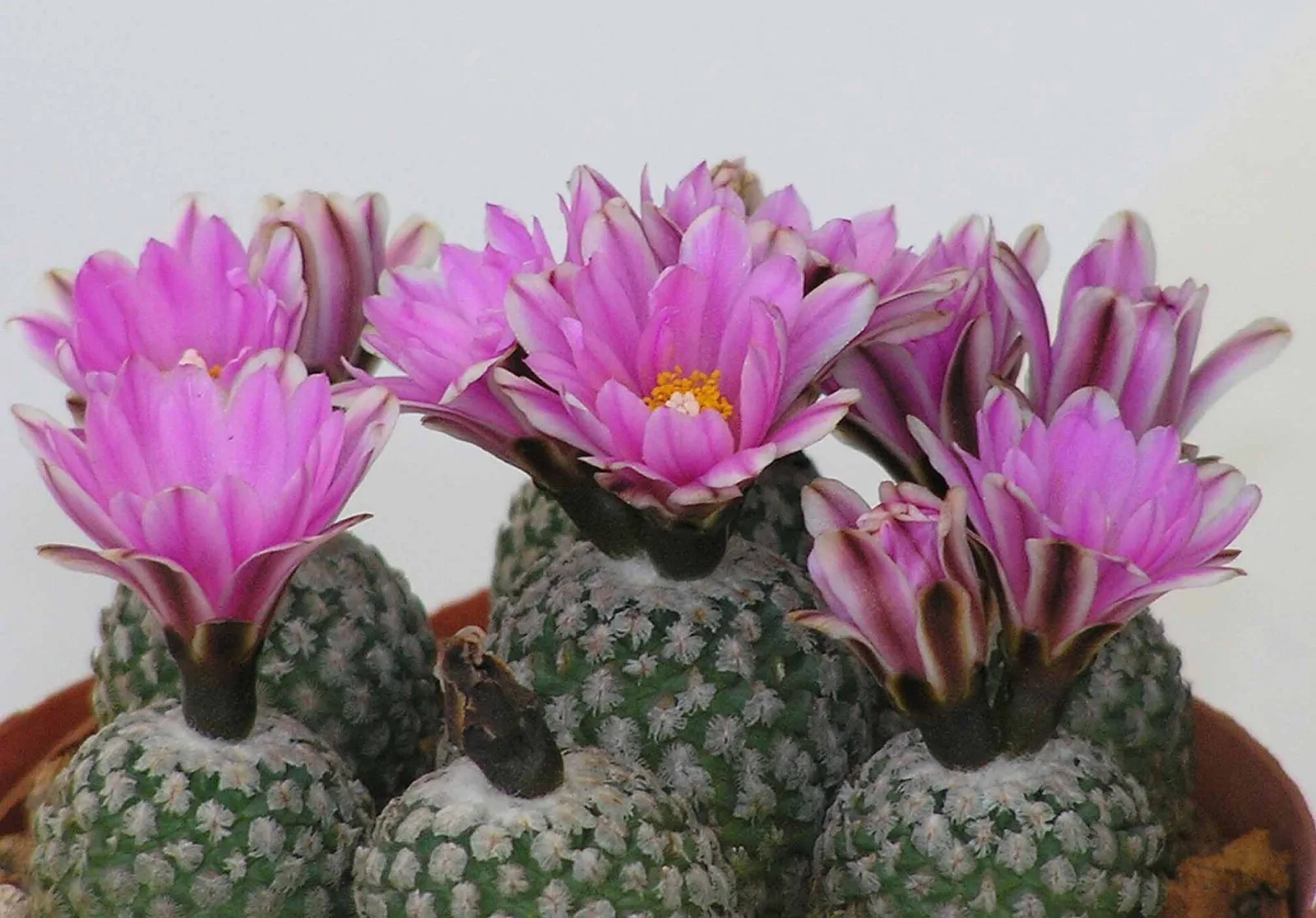 Pelecyphora pseudopectinata
