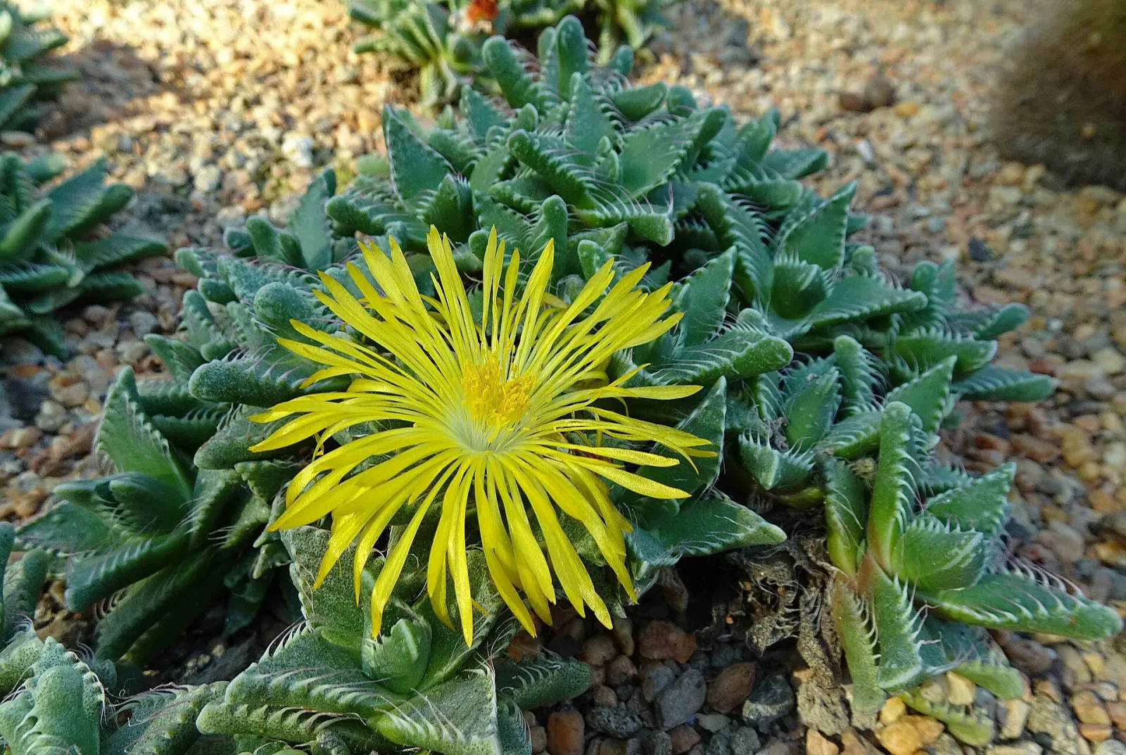 Faucaria tigrina