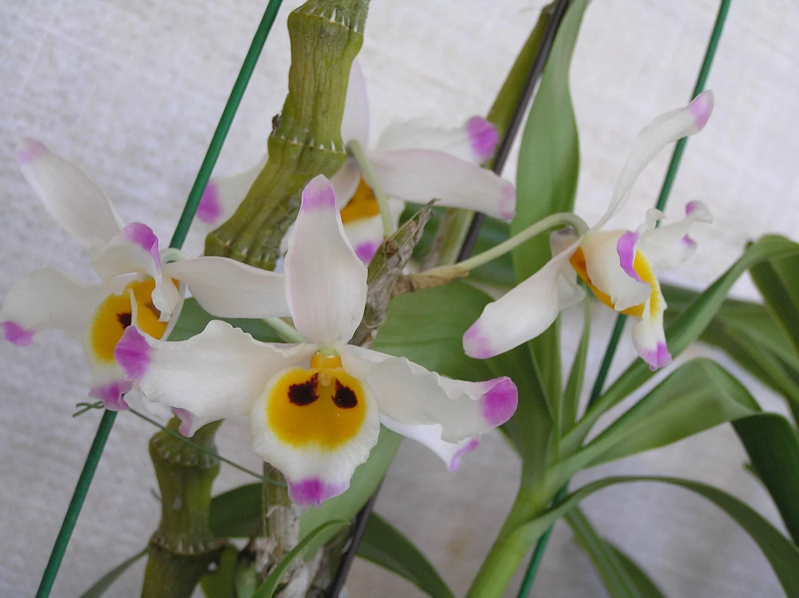 Dendrobium wardianum