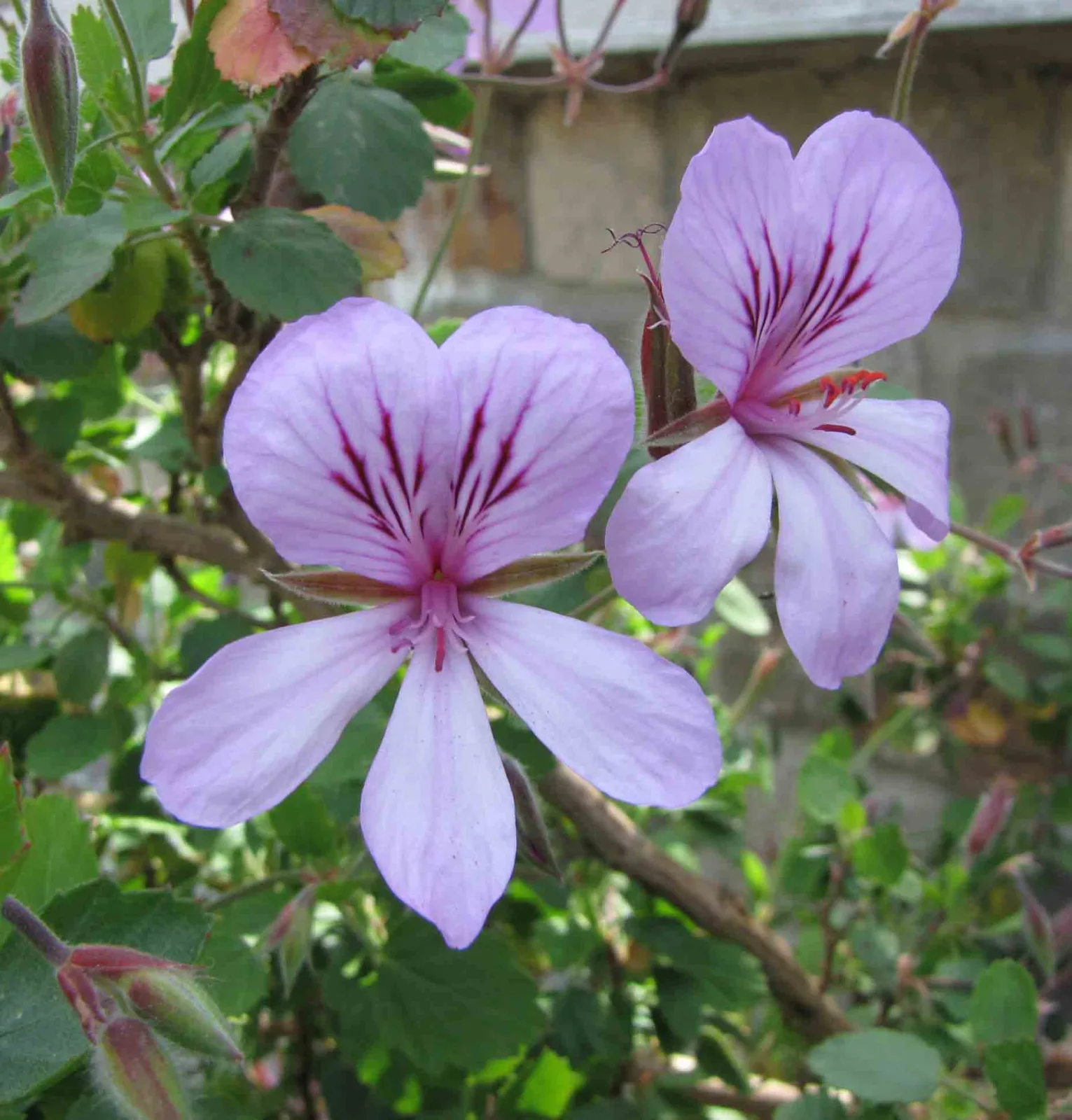 Pelargonium betulinum