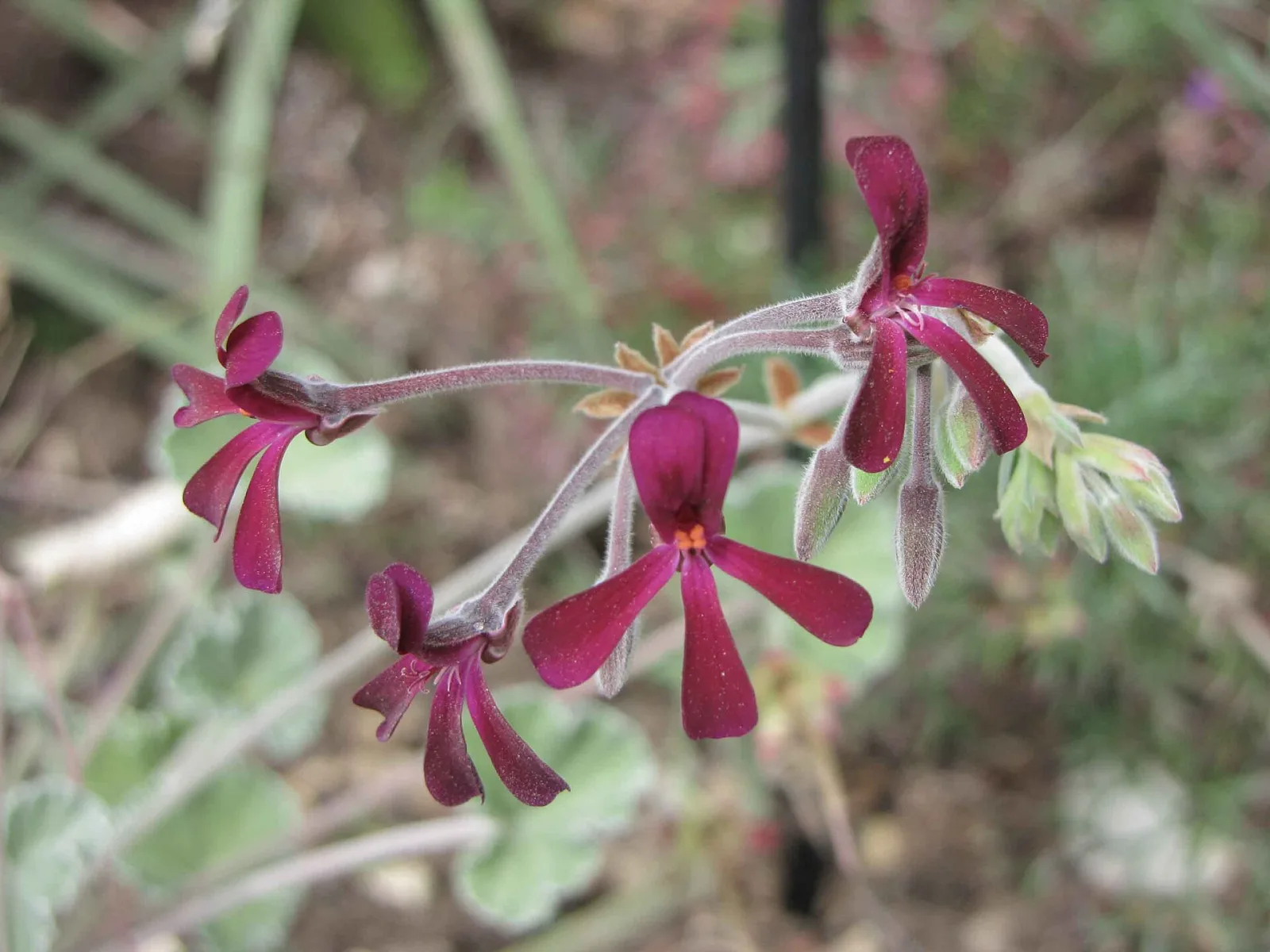 Pelargonium sidoides