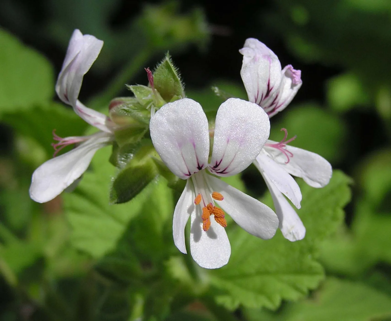 Pelargonium vitifolium