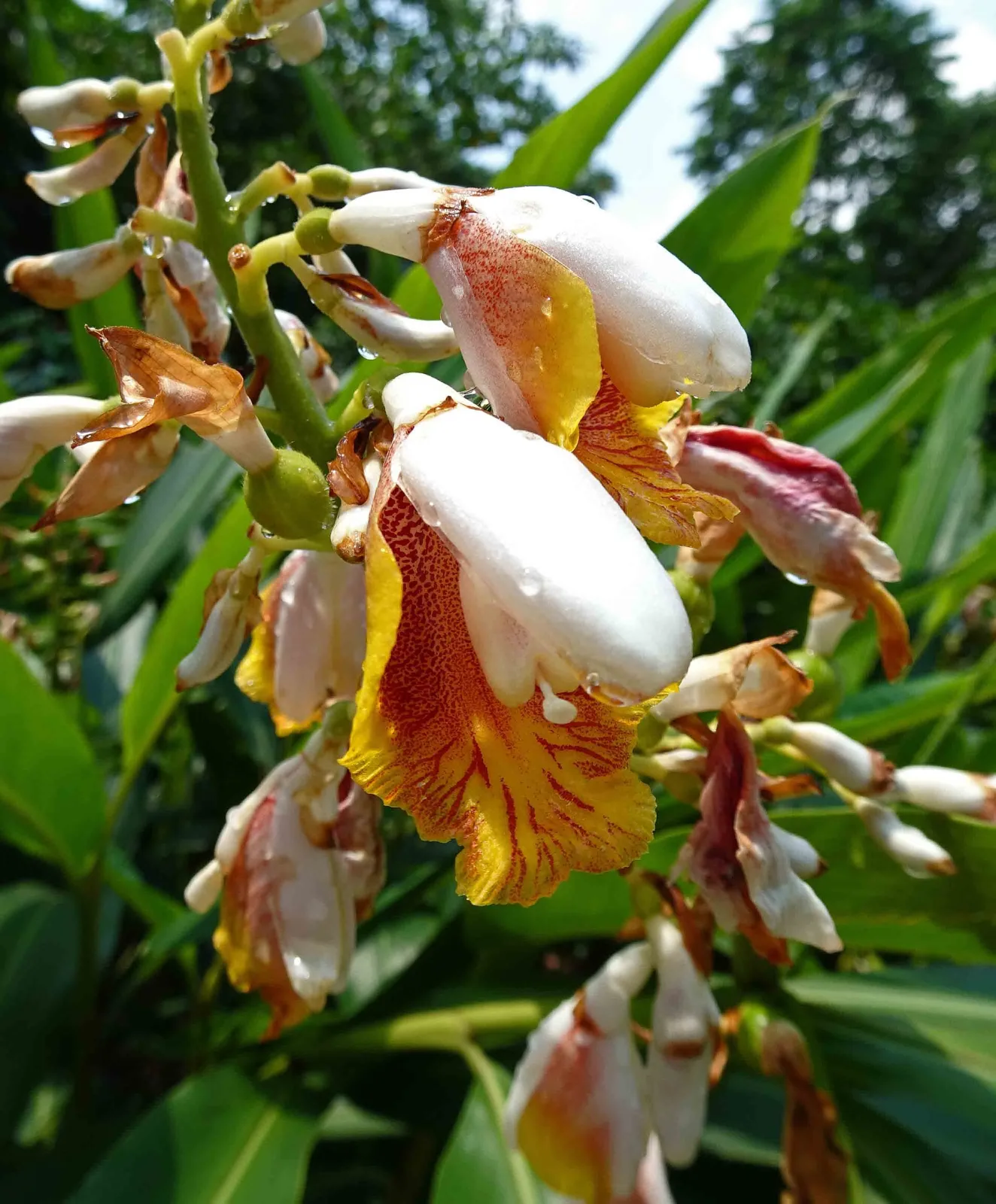 Alpinia mutica