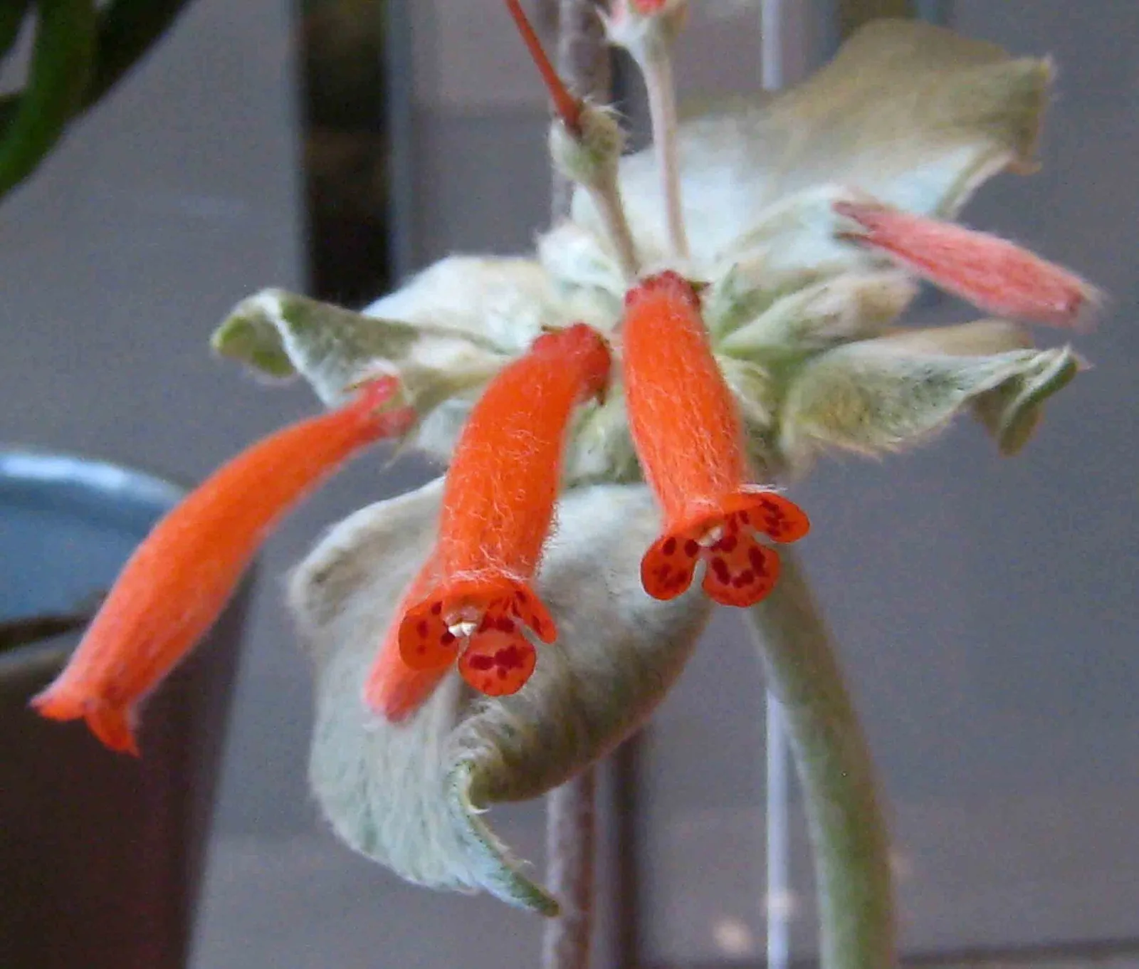 Sinningia leucotricha