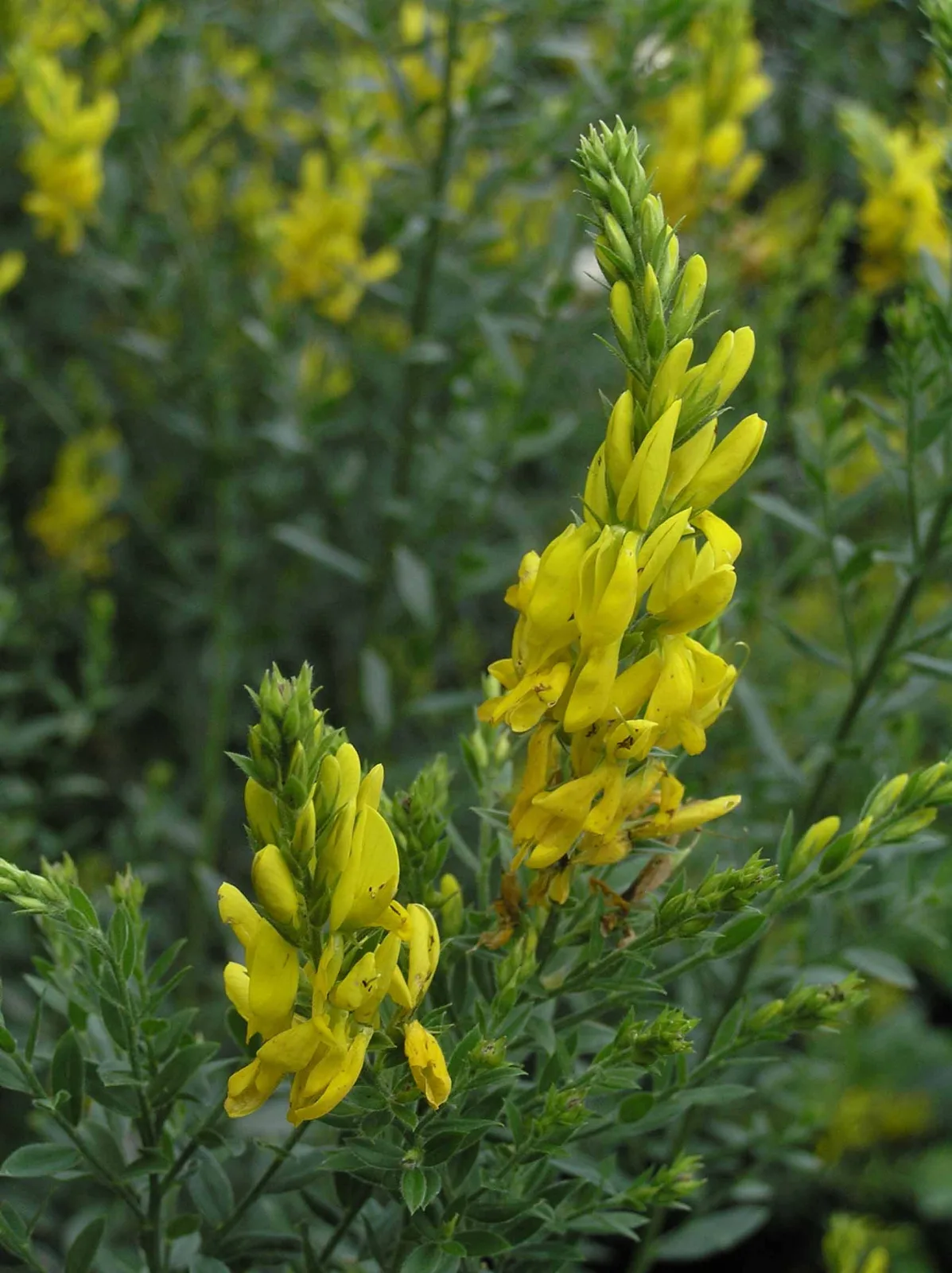 Genista tinctoria