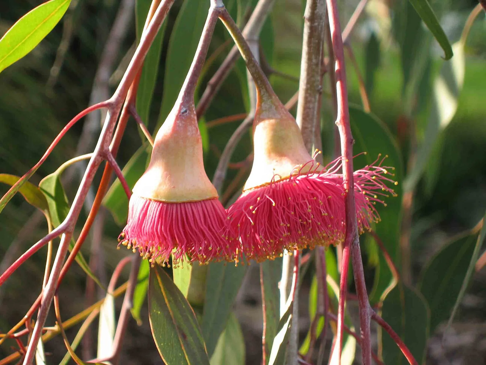 Eucalyptus caesia