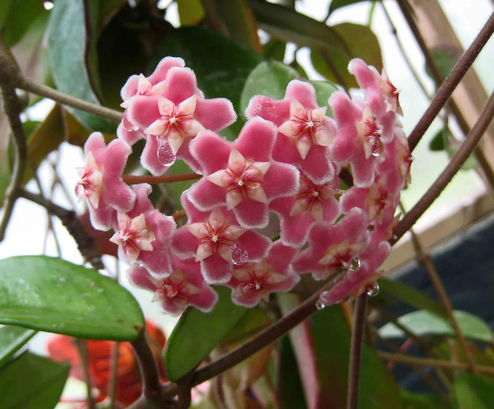 Hoya carnosa Pink