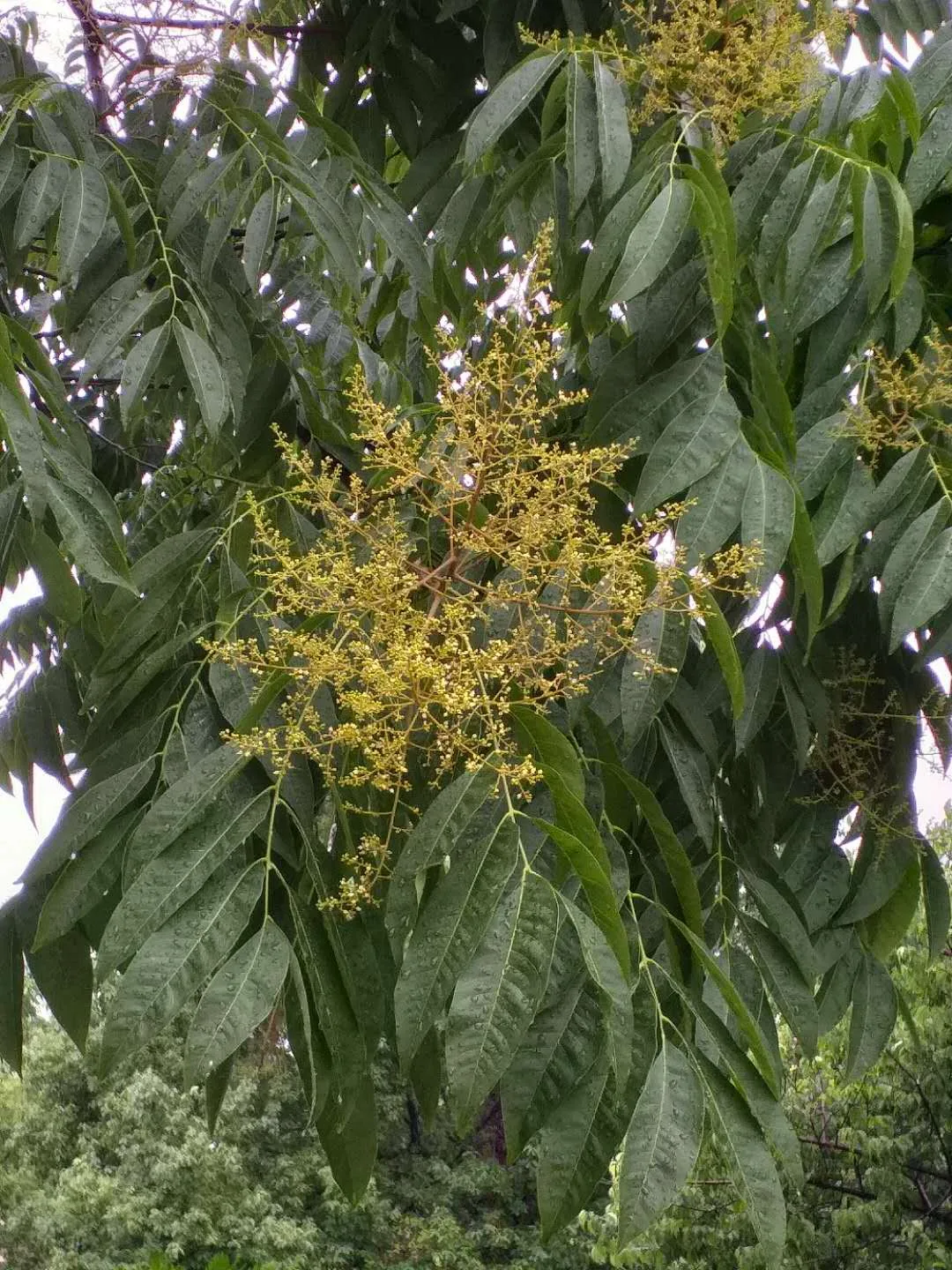 Sapindus saponaria