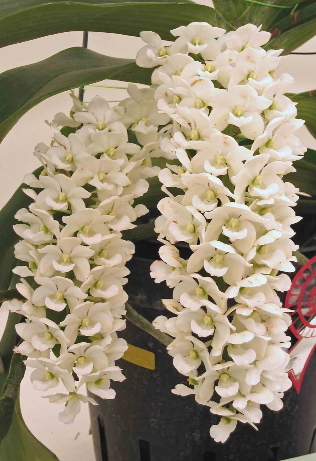Rhynchostylis gigantea alba