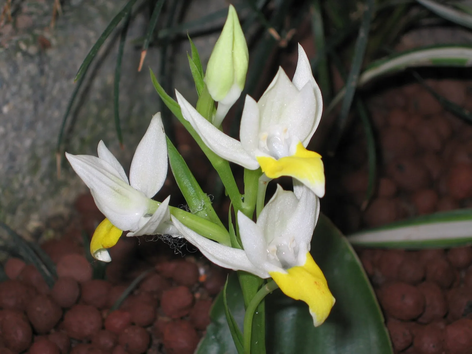 Pecteilis sagarikii