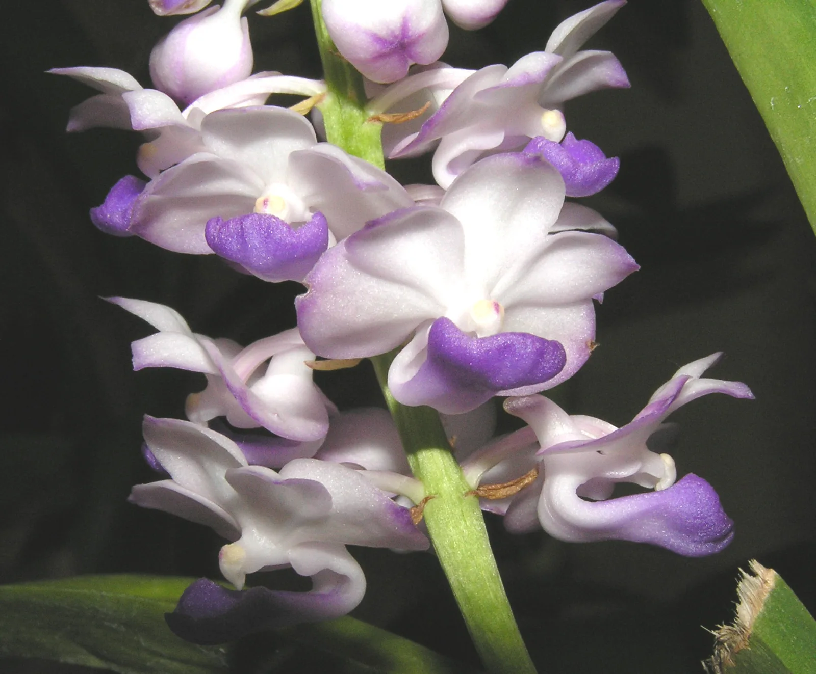 Rhynchostylis coelestis