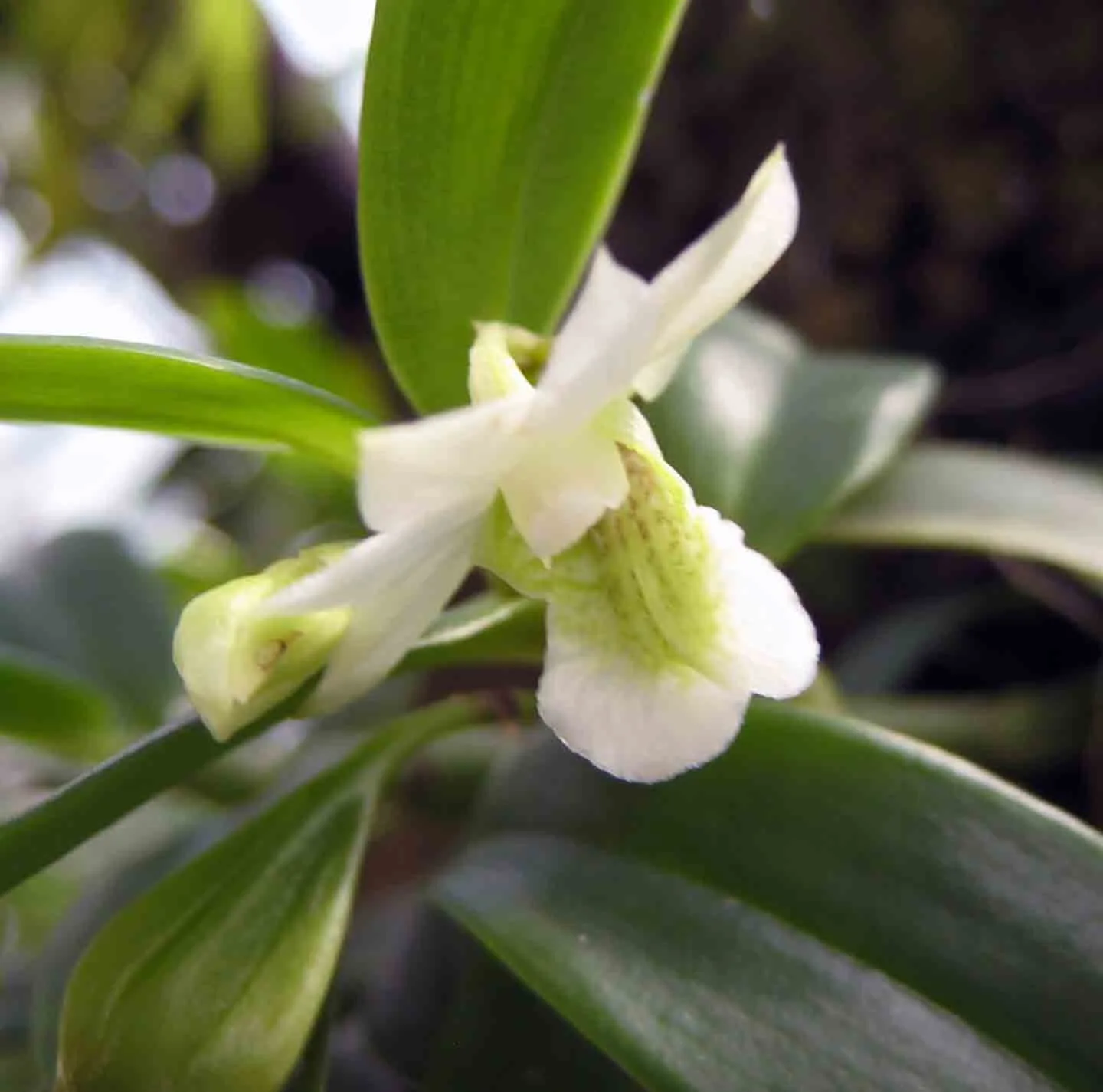 Dendrobium oligophyllum