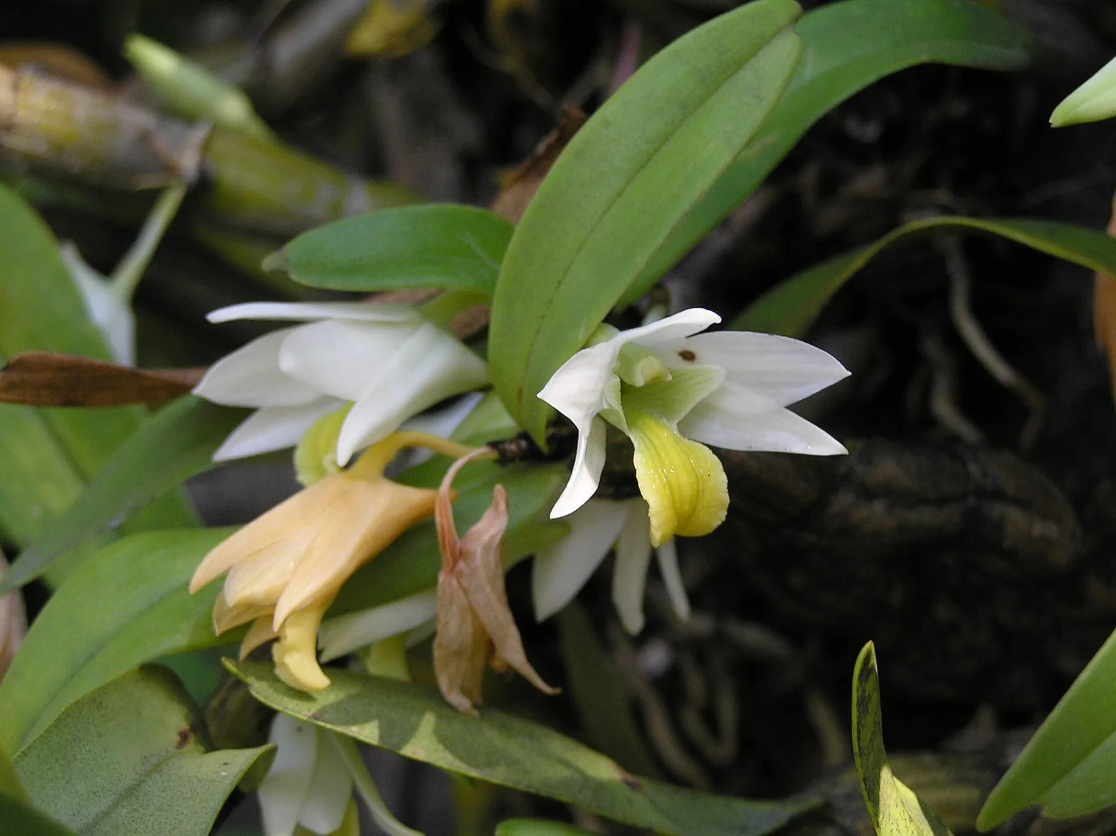 Pholidota articulata