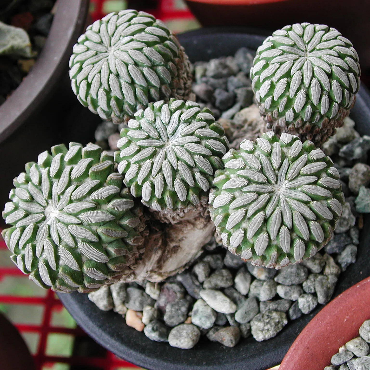 Pelecyphora aselliformis