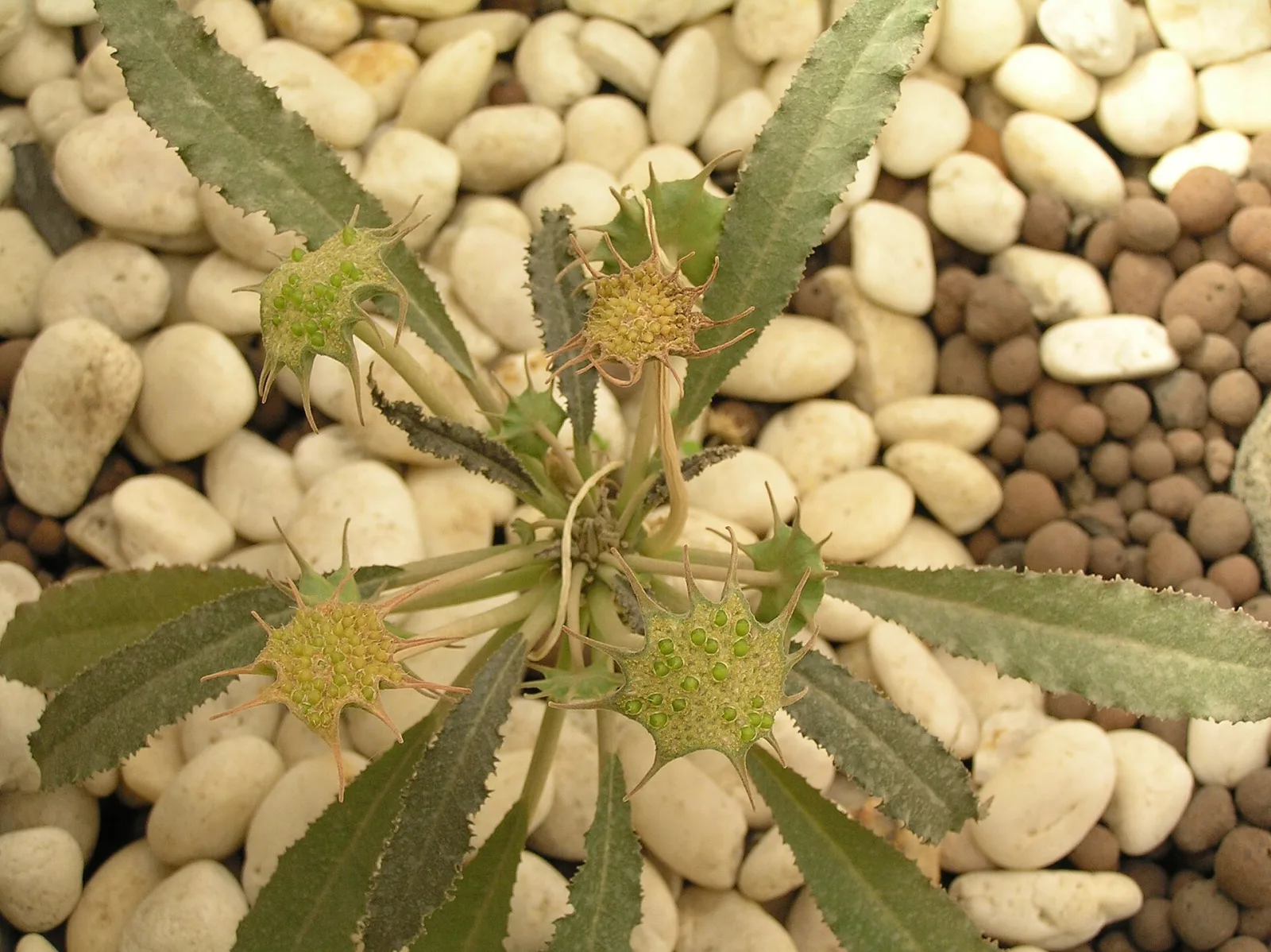 Dorstenia crispa