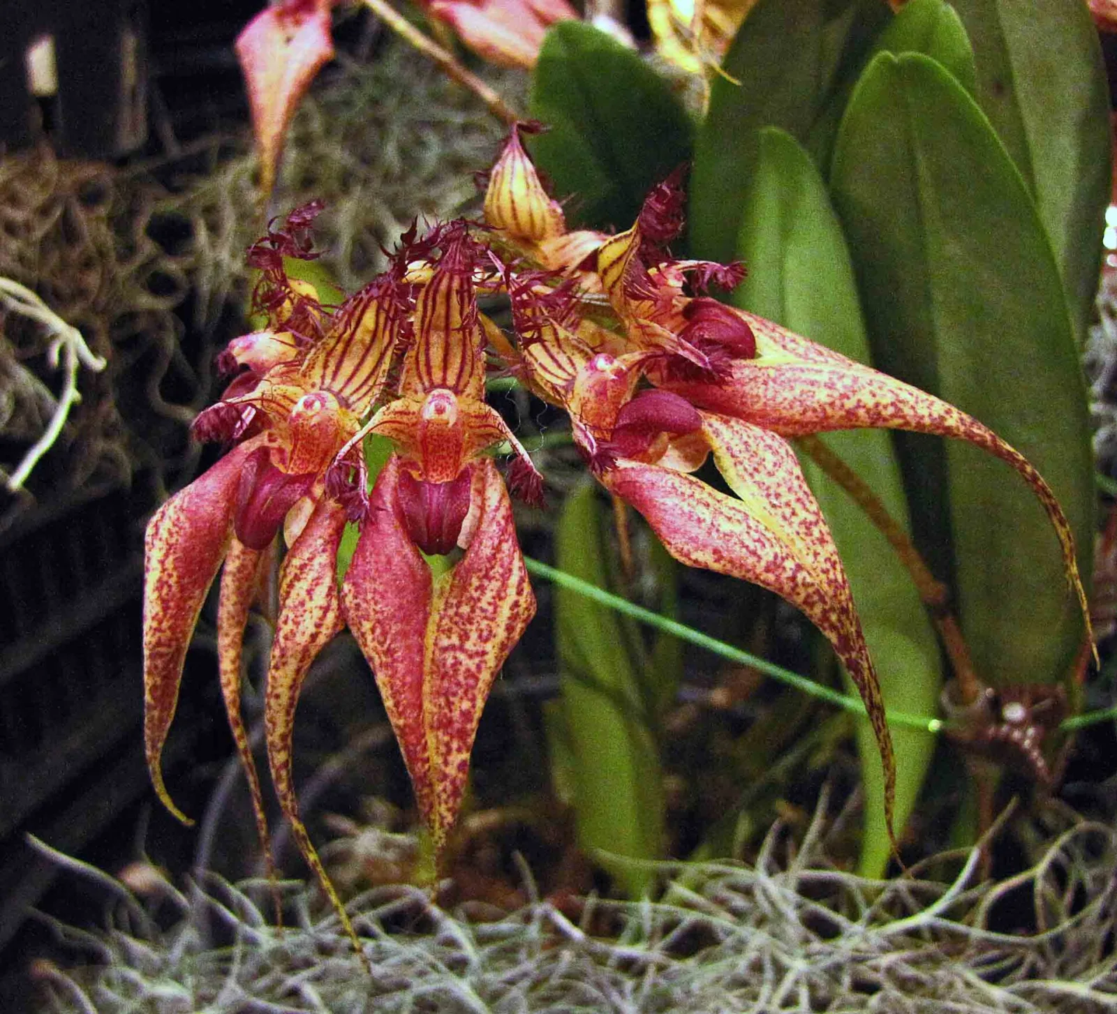 Bulbophyllum rothschildianum