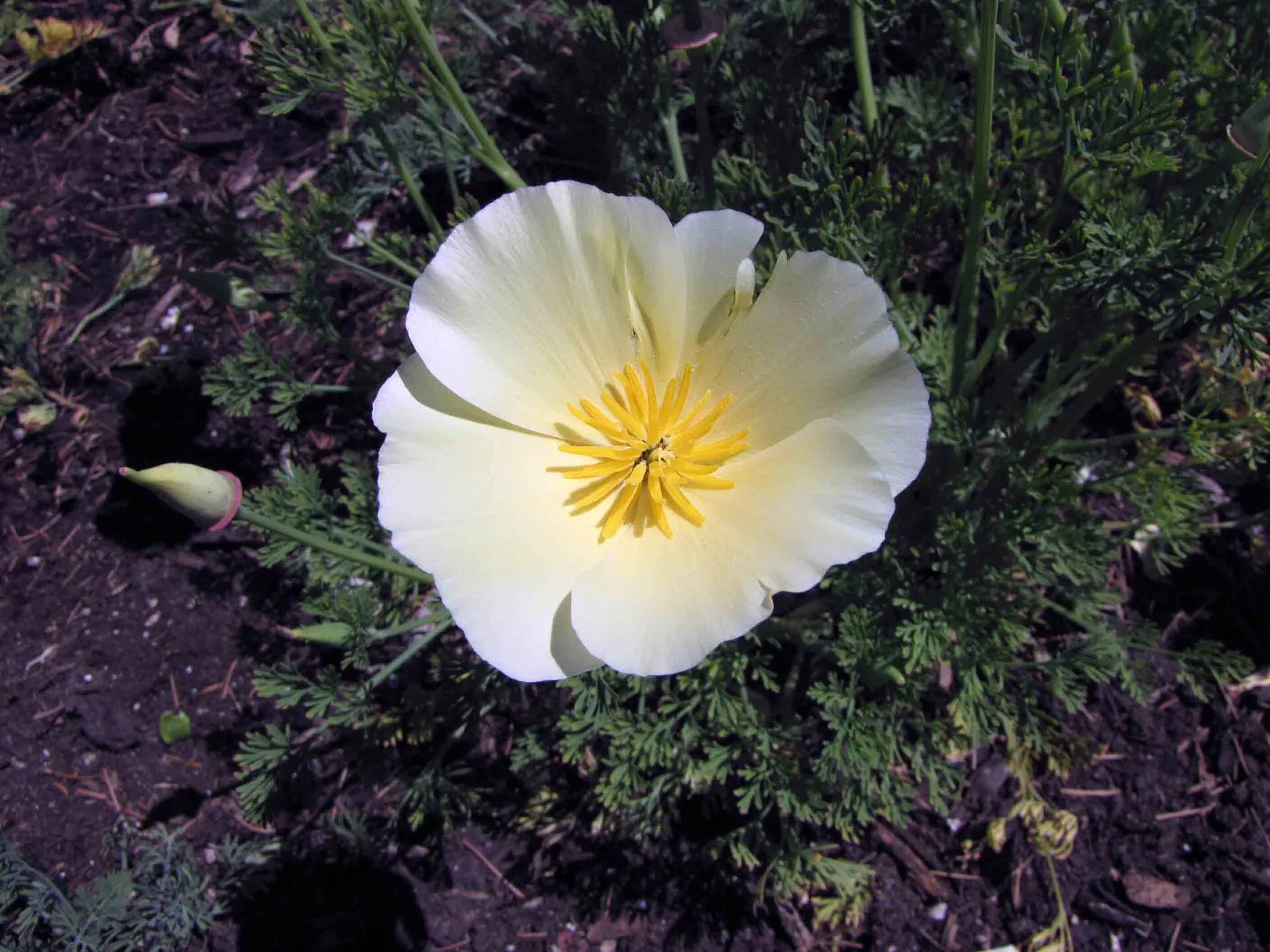 Eschscholzia californica Alba