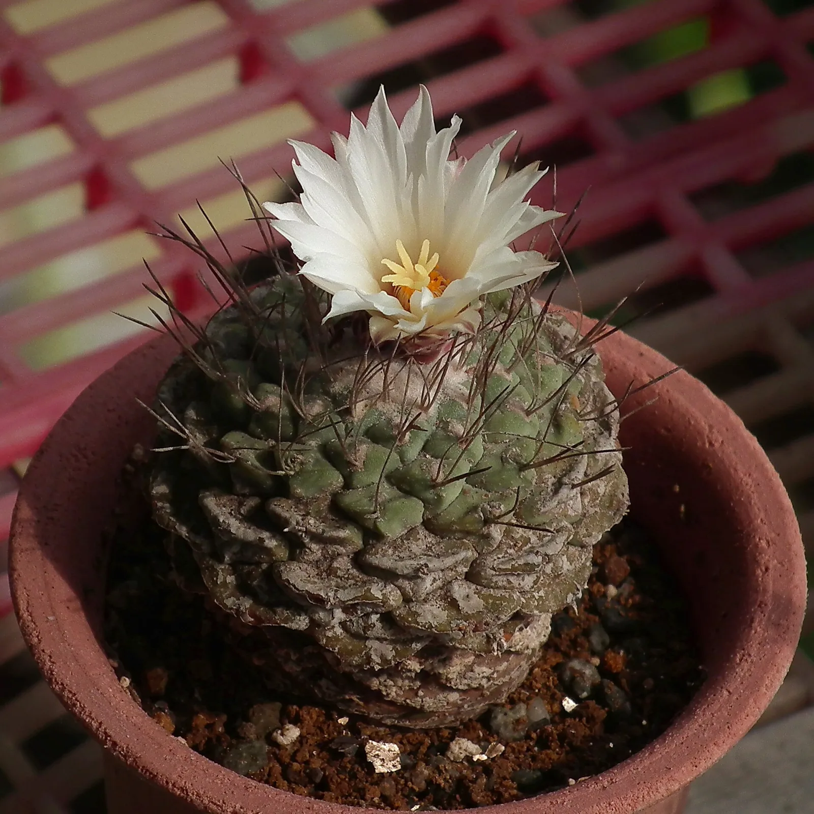Strombocactus jarmilae