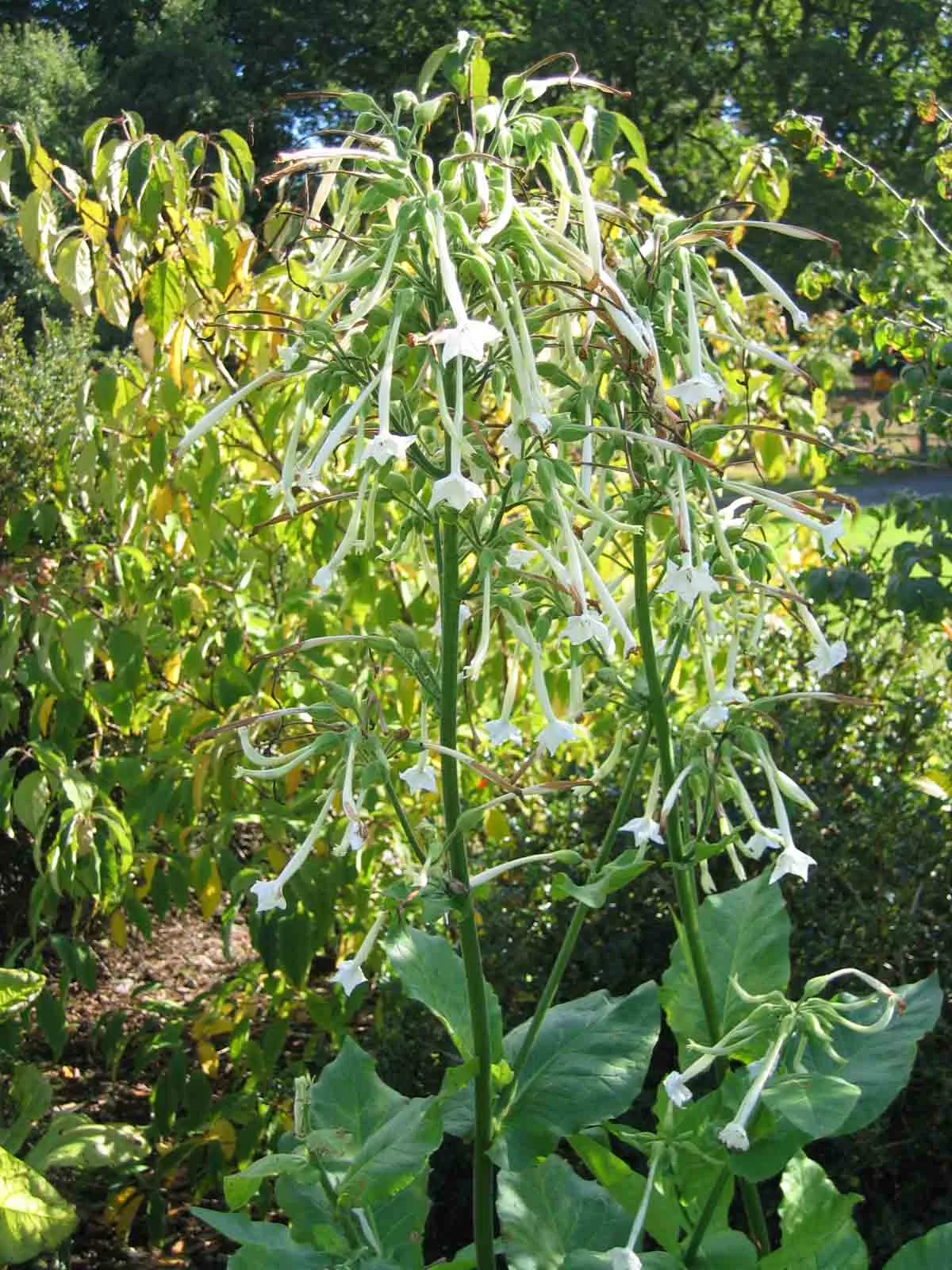 Woodland tobacco Nicotiana sylvestris