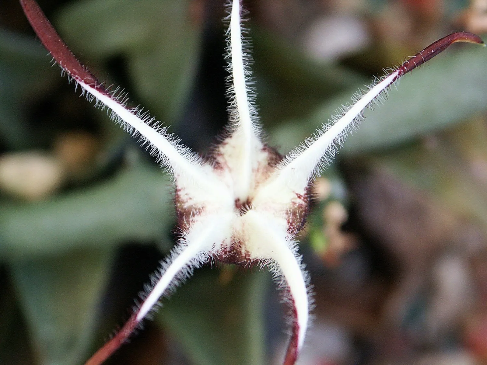 Ceropegia stapeliformis