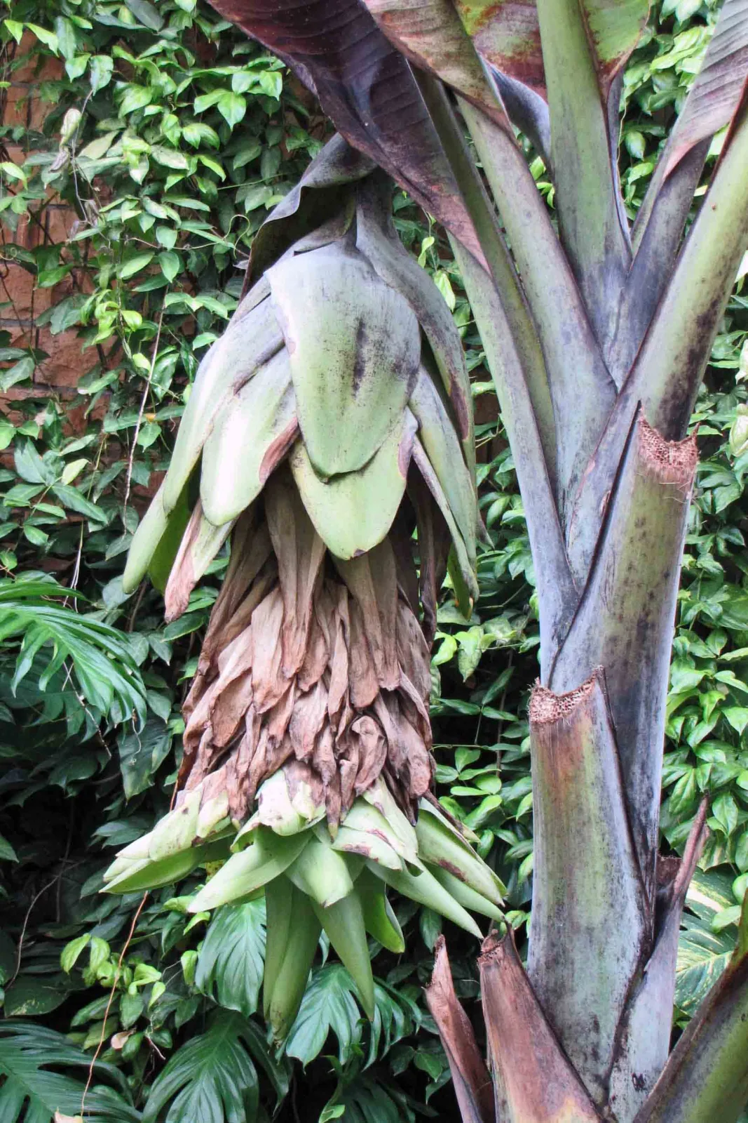 Ensete glaucum