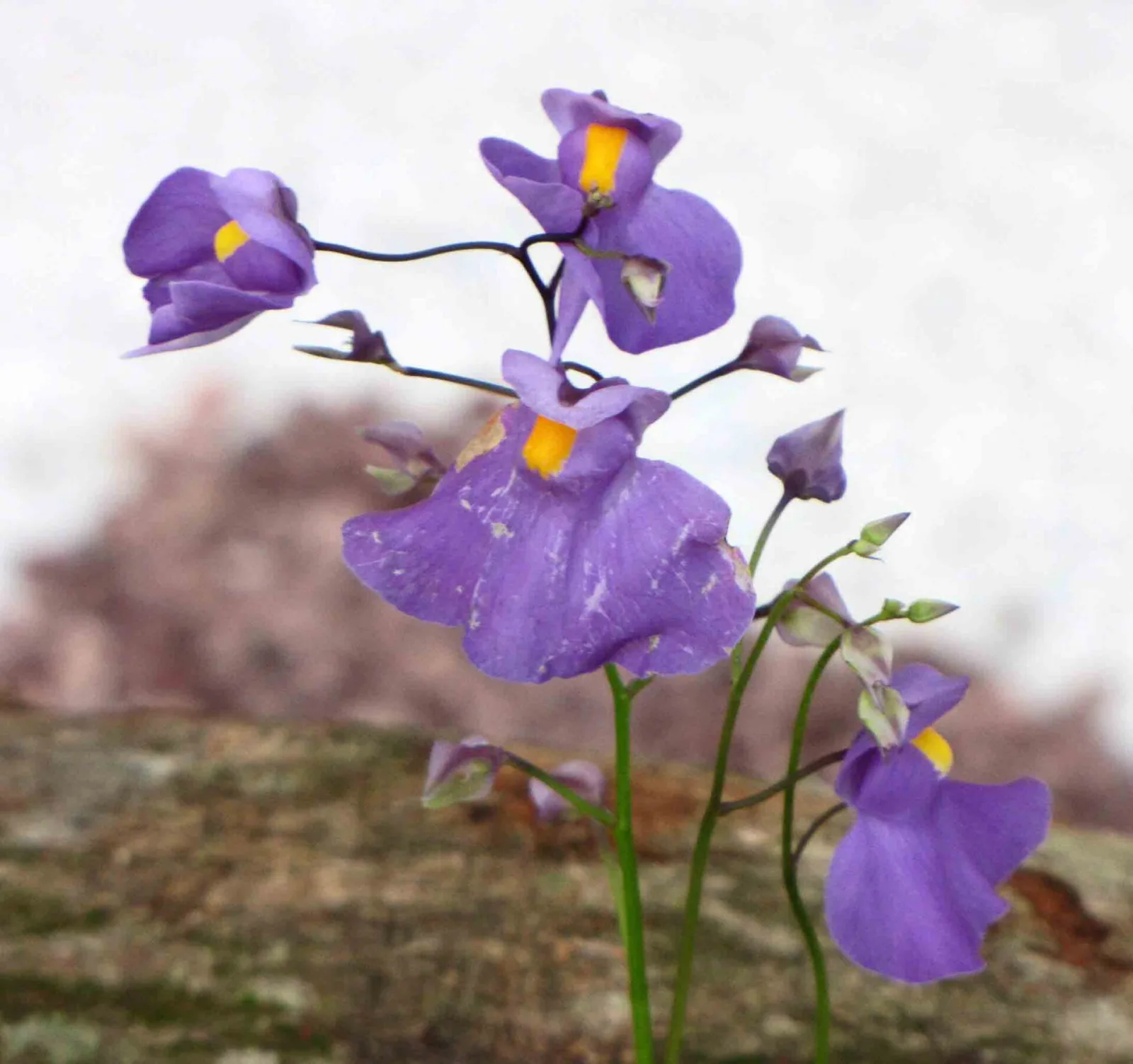 Utricularia longifolia