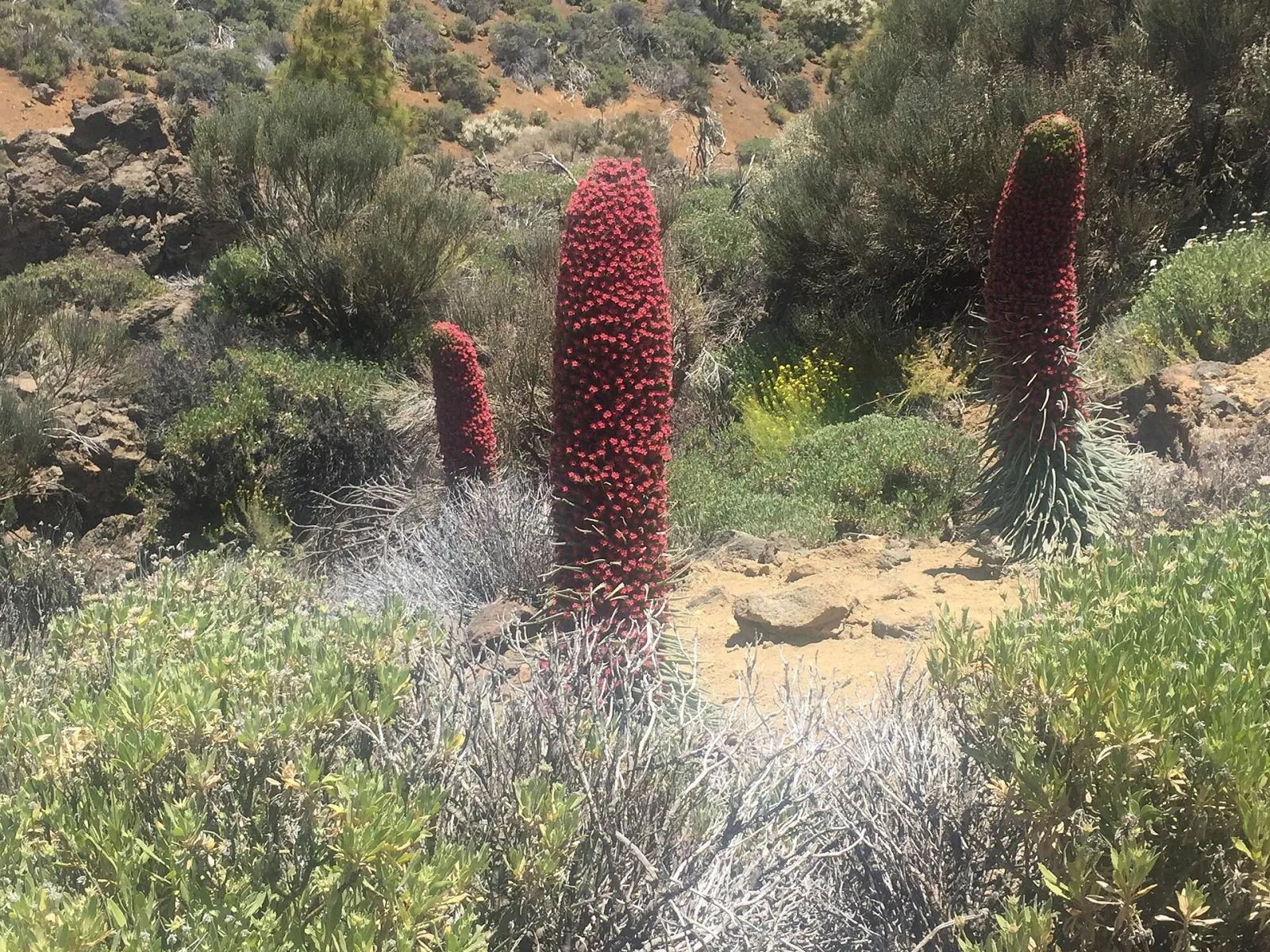 Echium wildpretii