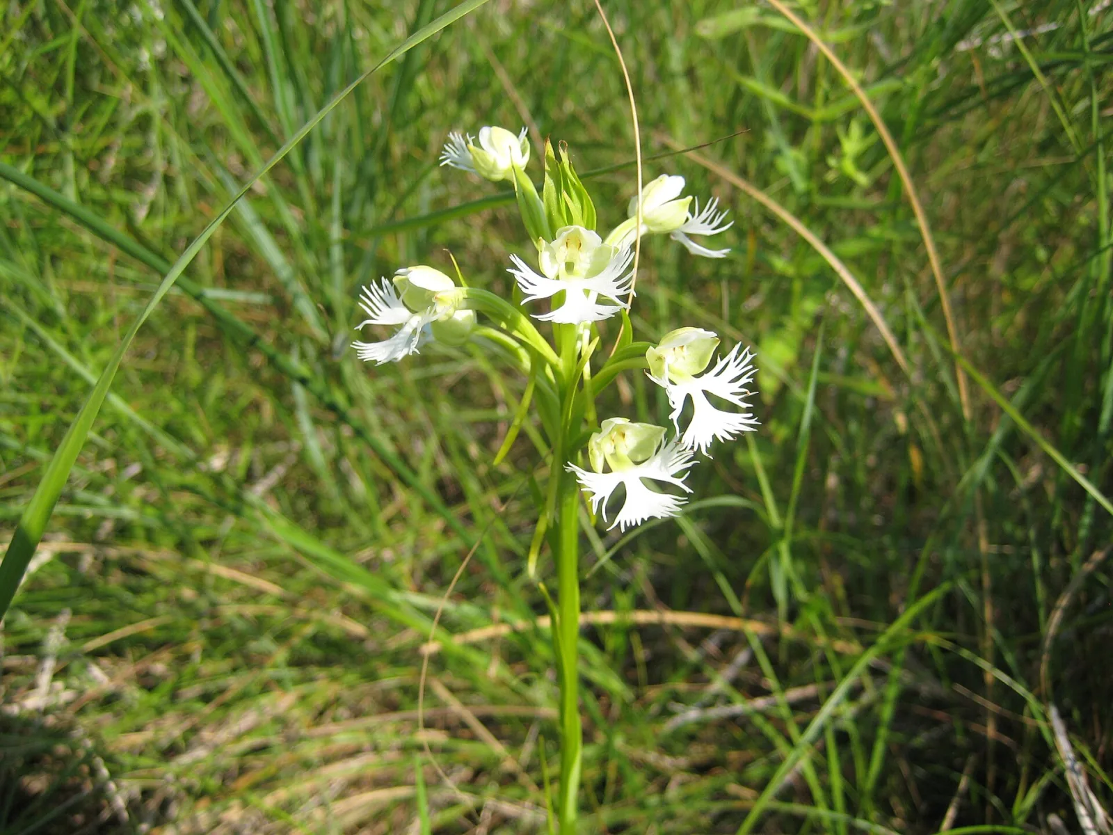Habenaria radiata