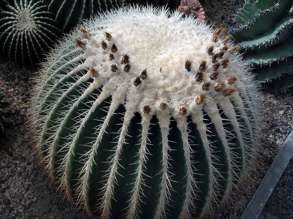 Echinocactus grusonii v alba