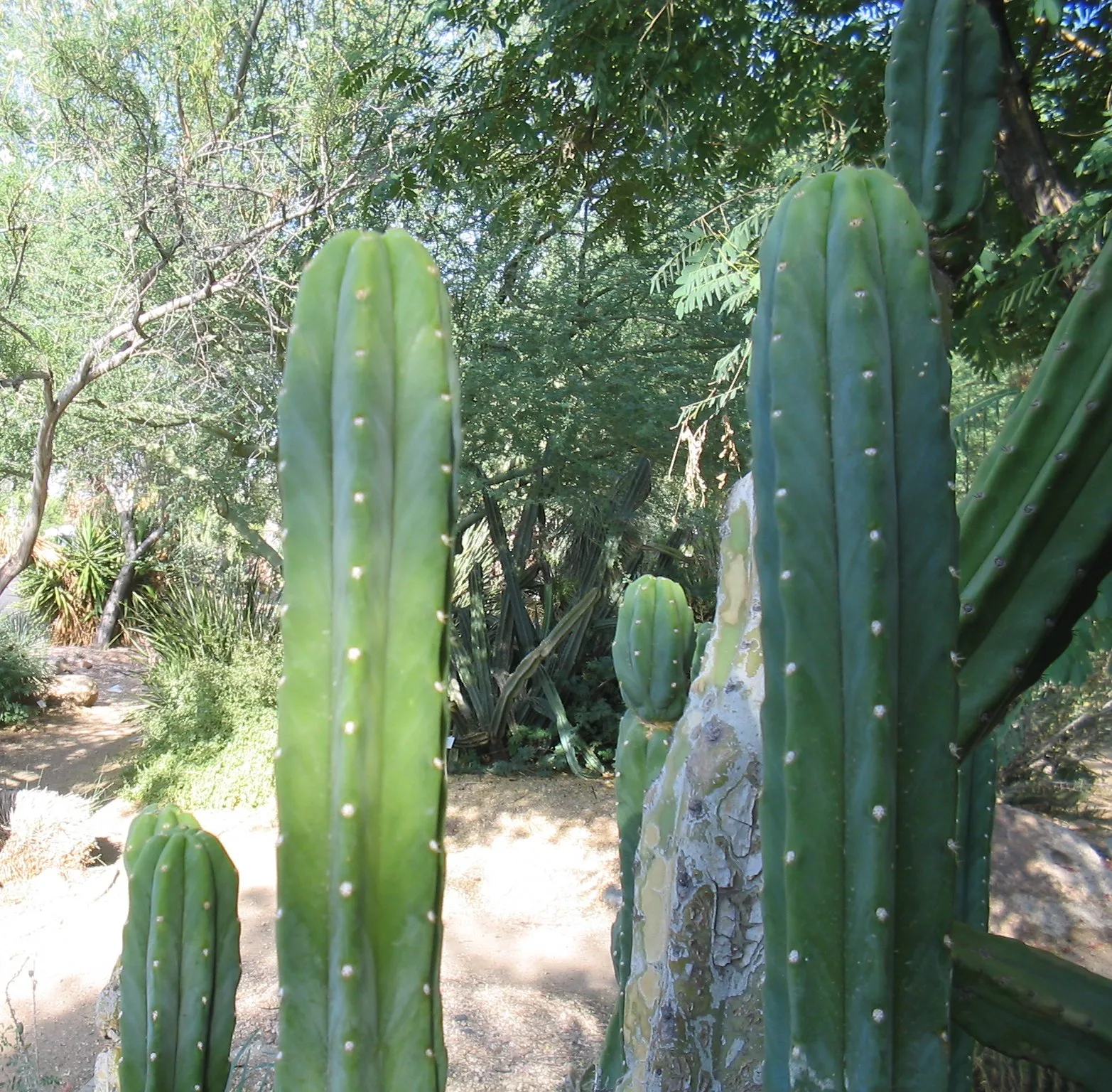 Trichocereus pachanoi