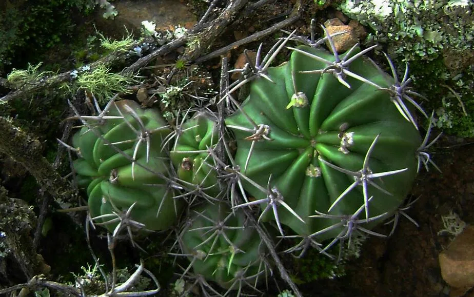 Echinopsis calorubra