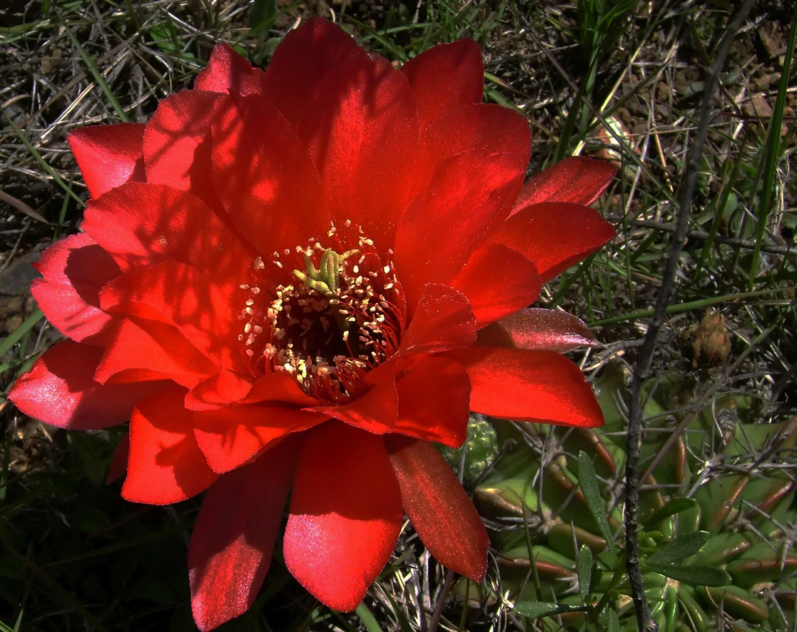 Echinopsis calorubra