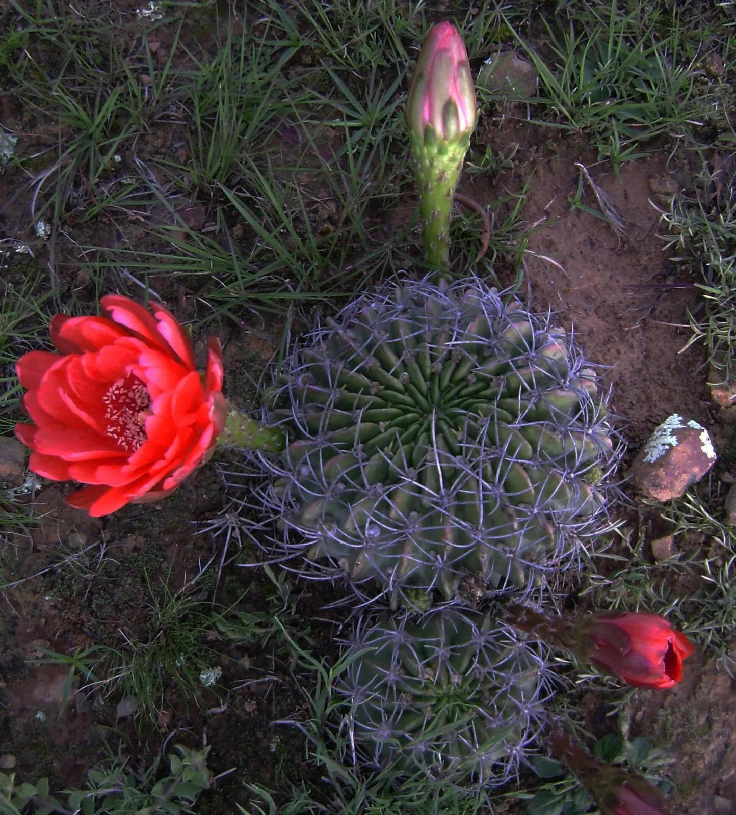 Echinopsis calorubra