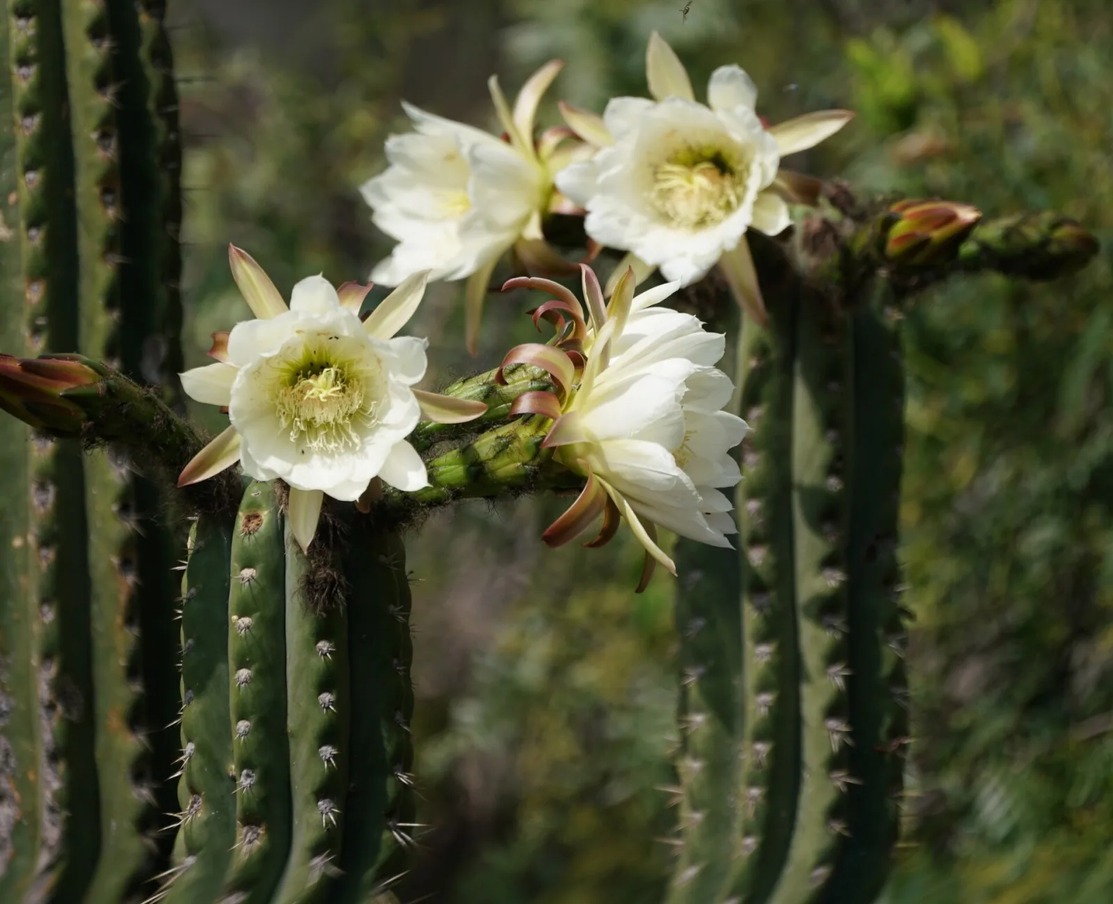 Trichocereus cuzcoensis