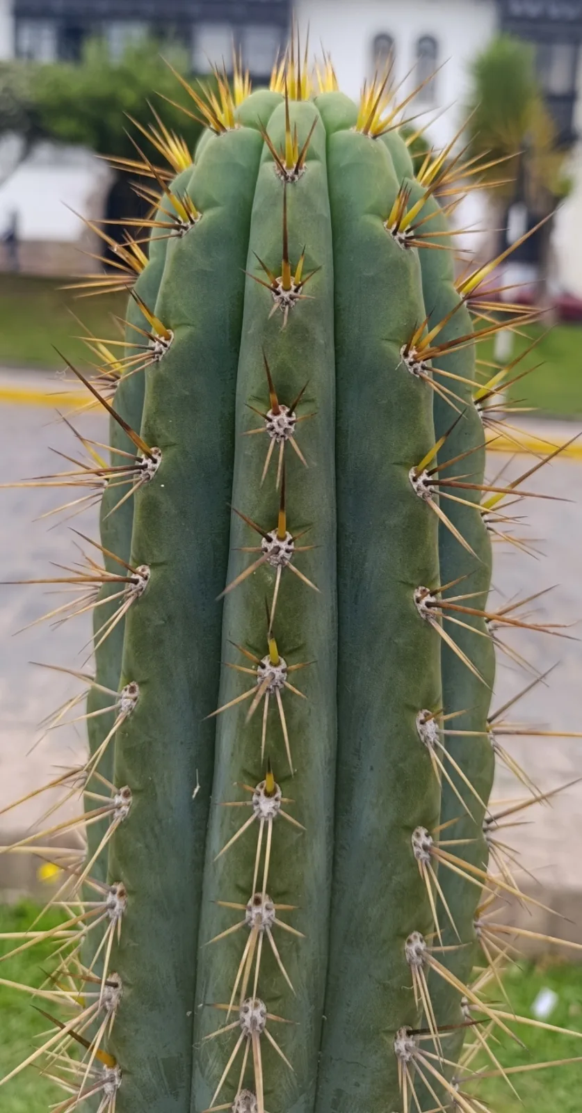 Trichocereus cuzcoensis
